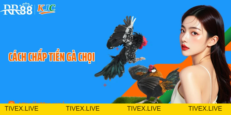 Cách Chấp Tiền Gà Chọi Tại RR88 Chuẩn Như Cao Thủ Lâu Năm - tivex