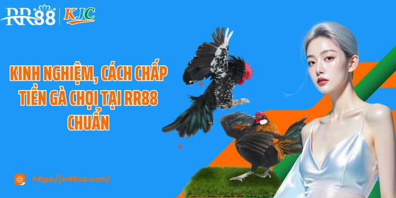 Cách Chấp Tiền Gà Chọi Tại RR88 Chuẩn Như Cao Thủ Lâu Năm - tivex