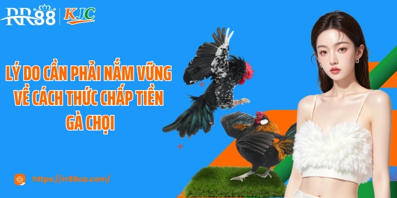 Cách Chấp Tiền Gà Chọi Tại RR88 Chuẩn Như Cao Thủ Lâu Năm - tivex