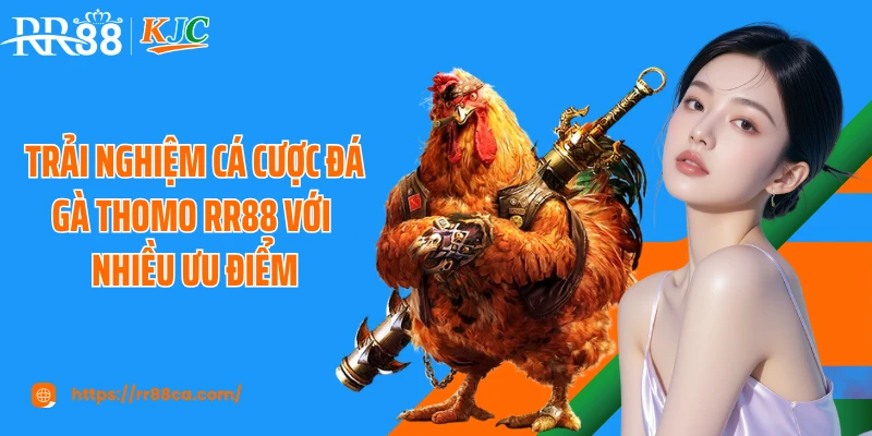 Đá Gà Thomo RR88: Trường Đấu Kê Kịch Tính Và Hấp Dẫn Số 1 - tivex