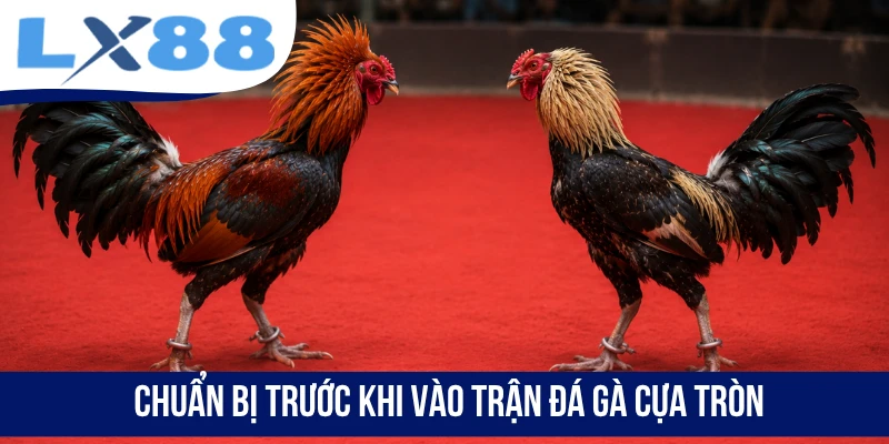 Đá Gà Cựa Tròn - Mãn Nhãn Với Những Trận Đấu Đỉnh Cao - tivex
