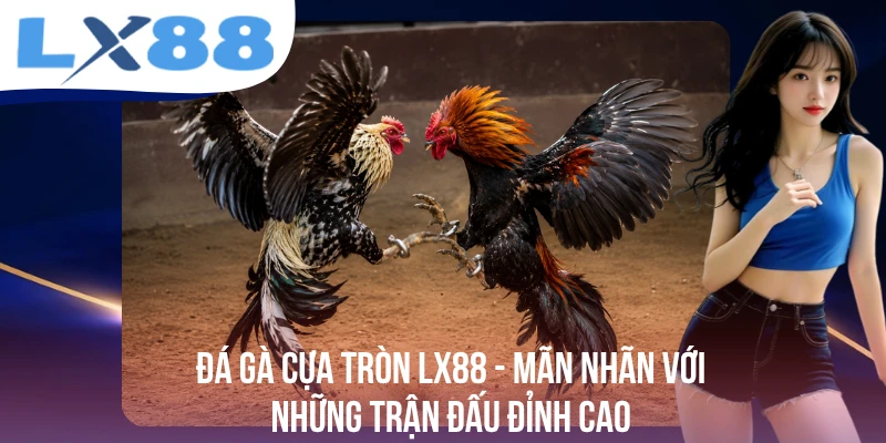Đá Gà Cựa Tròn - Mãn Nhãn Với Những Trận Đấu Đỉnh Cao - tivex