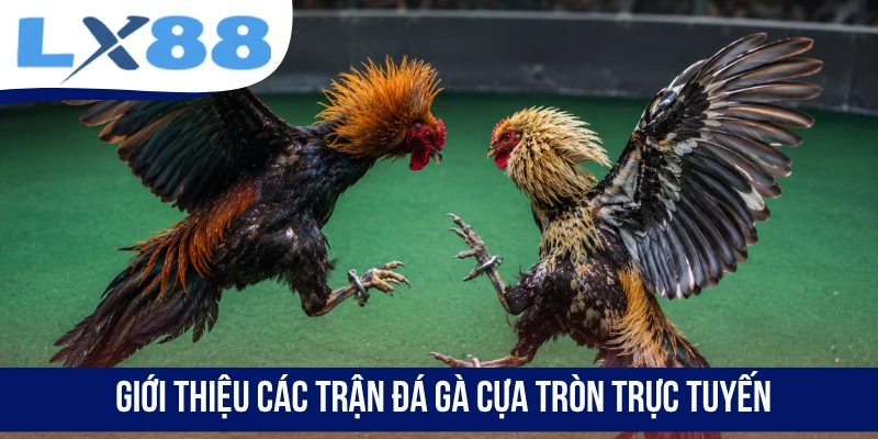 Đá Gà Cựa Tròn - Mãn Nhãn Với Những Trận Đấu Đỉnh Cao - tivex
