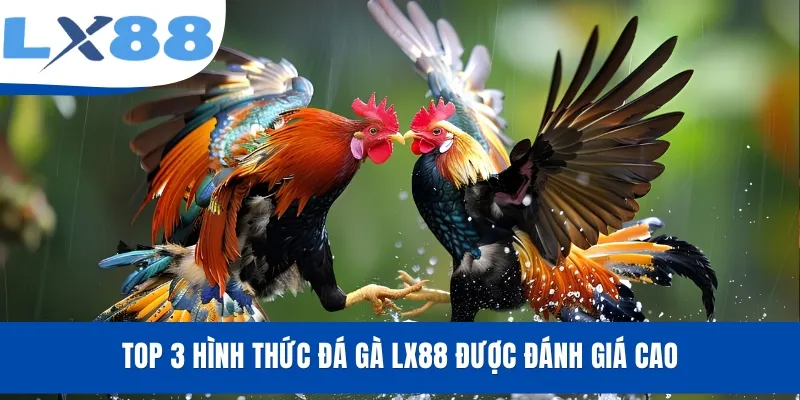 Đá Gà LX88 - Xem Livestream, Cược Trận Đấu Kịch Tính - tivex
